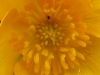 Gelbe Blume,  Ausschnittsvergrößerung - Alcatel One Touch 992D