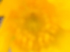 Gelbe Blume,  Ausschnittsvergrößerung - Mobistel Cynus F3